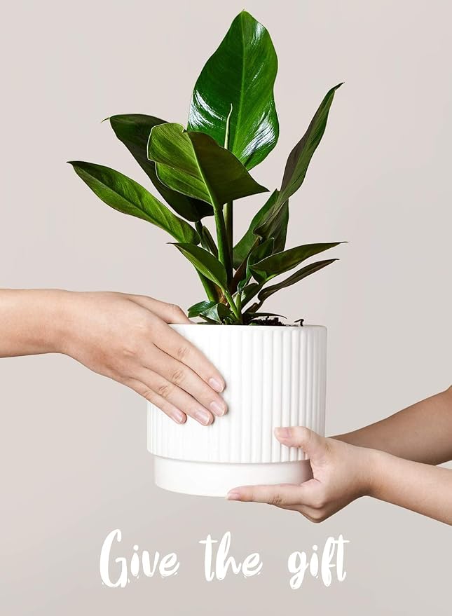 LE TAUCI Ceramic Pots for Plants, 8+6.7+5.5 Inch Plant Pots Indoor, Flower Pot with Drainage Holes, Medium Cylinder Planters for Indoor House Plants, Set of 3, White
