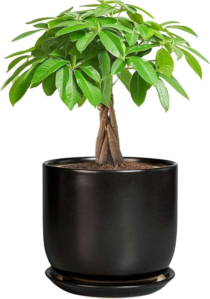 Ceramic Planter 7 Inch - Cylinder Round Modern Indoor Plant Pot for Plants with Drainage Hole and Saucer, Room Home Patio Office Patio Decor, Black