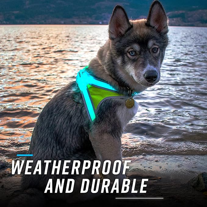 noxgear LightHound Light Up Reflective Dog Harness and Leash, Small | 360° Light Up Reflective Dog Harness, 8 Colors & 6 Modes, USB Rechargeable, Adjustable, Rainproof, LED Fiber Optic