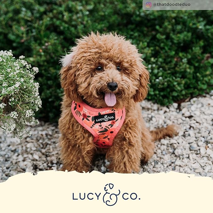 Lucy & Co. Reversible Dog Harness Walking Halter - Best Designer Pet Harnesses for Extra Small Medium Large XL Dogs Plus Pug Breeds - Padded Adjustable Puppy Vest for Easy Walking