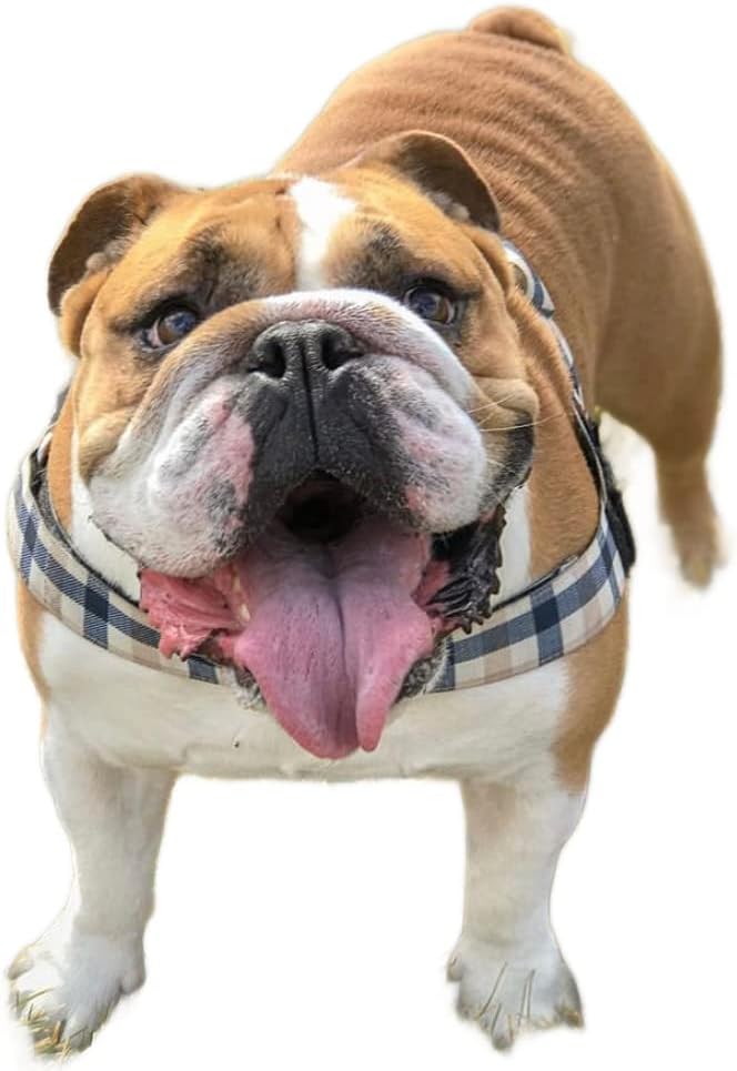 Adjustable Dog Harness– No Pull, No Choke – for English Bulldogs, French Bulldogs, Pugs & Broad-Chested Breeds – Easy, Safe Walks (Blue TAN Plaid, XL)