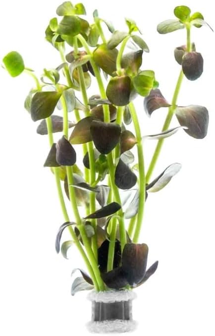 SubstrateSource Live Plant - Purple Bacopa (Bacopa salzmannii) - Moderate Care, Moderate to High Light, Purple and Violet Accent, Freshwater Aquatic Plant for Aquascaping - Lead Bunch