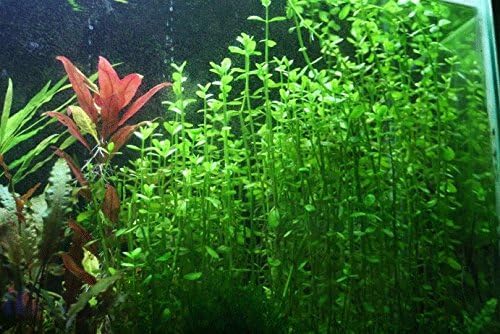 Potted Live Aquarium Plants | Freshwater Aquatic Plants for Aquariums (Moneywort, 3 Pack)