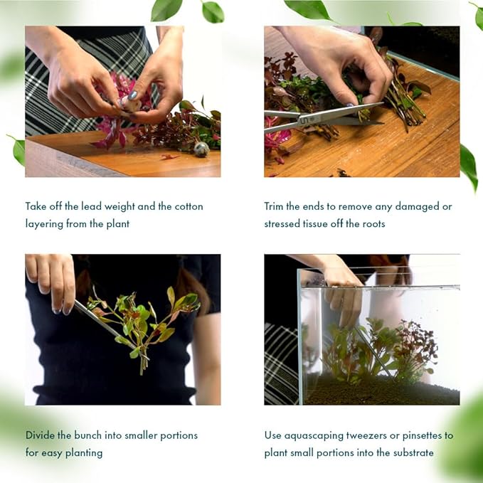 SubstrateSource Live Aquarium Red Stem Plants - Freshwater Aquatic Plant for Fish Tanks, Aquascaping - (Rotala Blood, 1 Bunch)