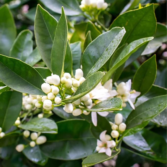 Neroli Essential Oil
