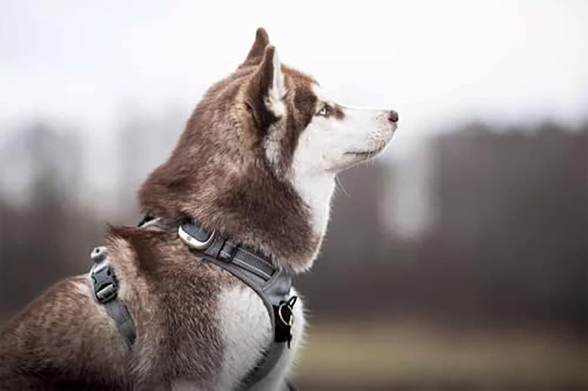 TRUE LOVE Adjustable No-Pull Dog Harness Reflective Pup Vest Harnesses Comfortable Control Brilliant Colors Truelove TLH5651(Gray,XL)