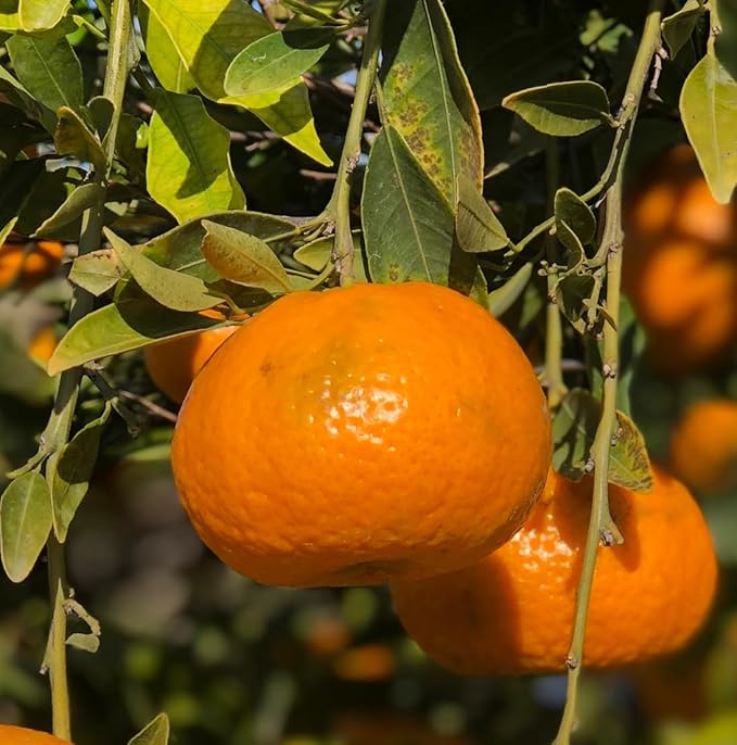 Orange Essential Oil