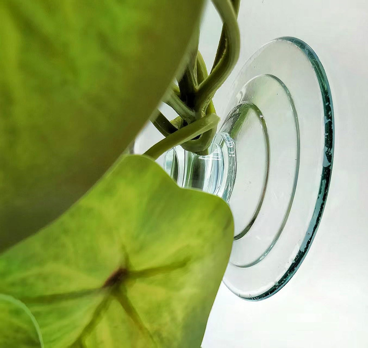 Reptile Plants for Terrarium Decor, Amphibian Habitat Decor, Snake Tank Accessories, Artificial Hanging Plants with Suction Cup-2 Packs (Arrowhead)