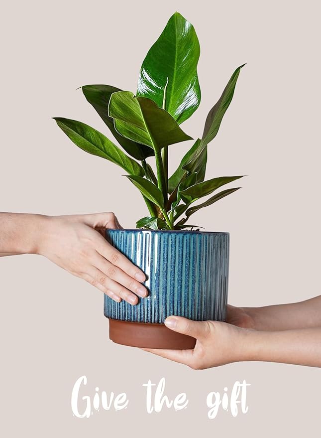 LE TAUCI Ceramic Plant Pots with Drainage Holes, Set of 3, 8+6.7+5.5 Inch Stripe Garden Planter Pots for Outdoor Indoor Plants Flower, Round Succulent Orchid Flower Pot, Reactive Glaze Green
