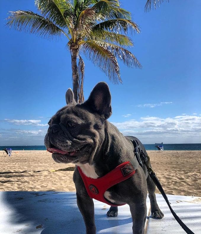 Gooby Escape Free Sport Dog Harness, Choke-Free, Red, Medium | Patented escape-free frame; Reduces choking; 4-point adjustment; Soft neoprene padding; Durable webbed straps