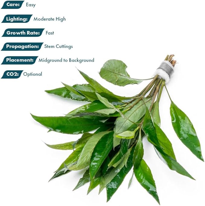SubstrateSource Live Plant - Nomaphila Stricta - Easy Care, Moderate to High Light, Green Accent, Freshwater Aquatic Plant for Aquascaping - Lead Bunch