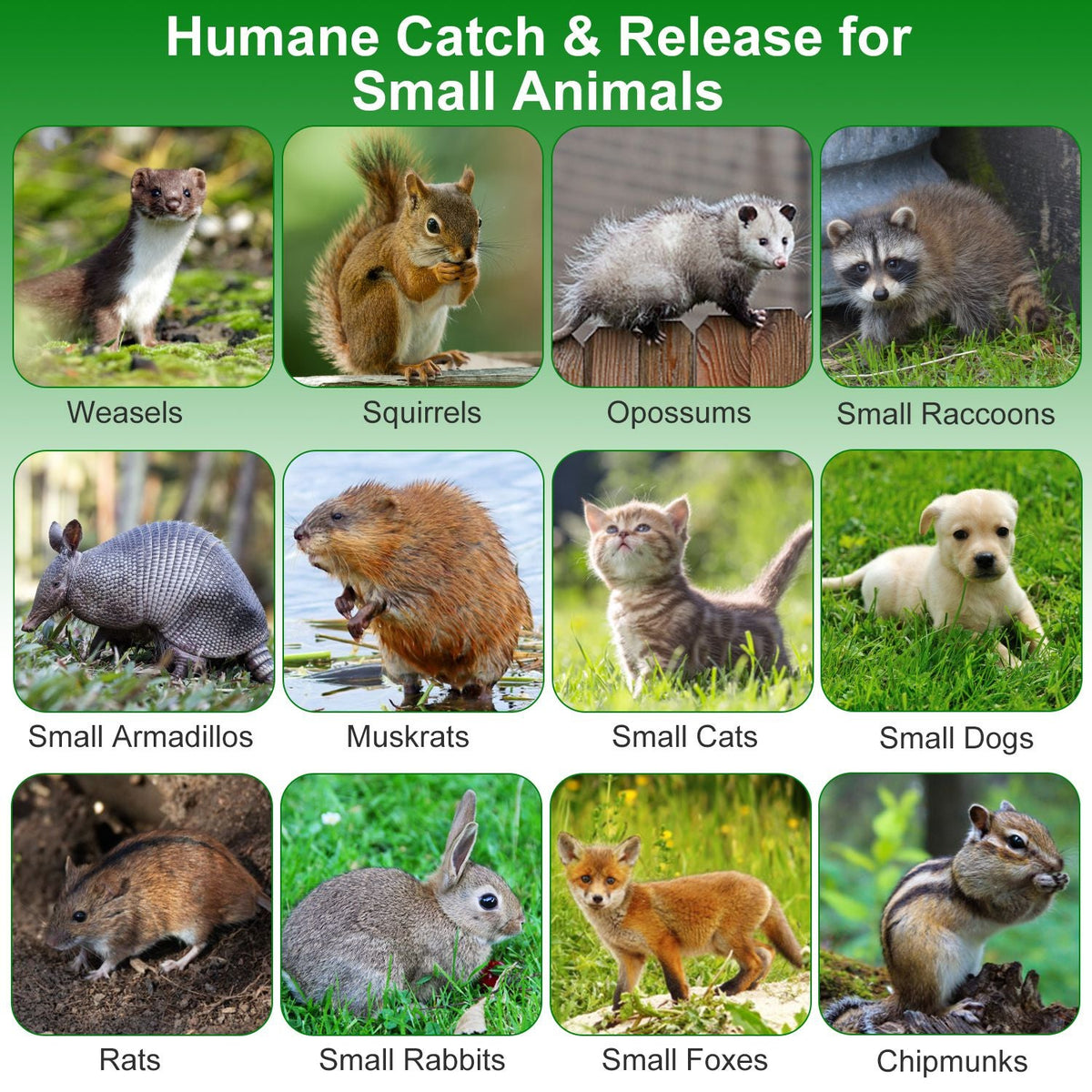 2Pcs 18x8x10In Humane Single Door Live Animal Trap For Spring Summer Collapsible Galvanized Iron Animal Cage Catch And Release For Small Squirrel Raccoon Feral Cat Weasel Armadillo Opossum