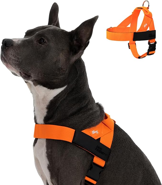 Dog Friendly Co. Dog Harness for Large Dogs (Hi-Vis Orange, Large) | One Click Buckle, Chafe Resistant Webbing, Adjustable Neck & Chest, and Heavy Duty D-Ring, Sturdy Comfortable and Easy to Use
