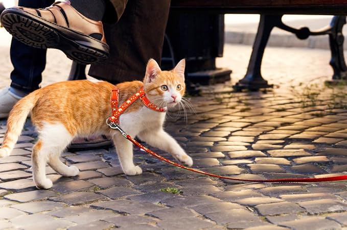 Cat Harness and Leash Set Gold Moons Soft Nylon Escape Proof Adjustable for Kittens Small Animals Glow in The Dark(Orange)