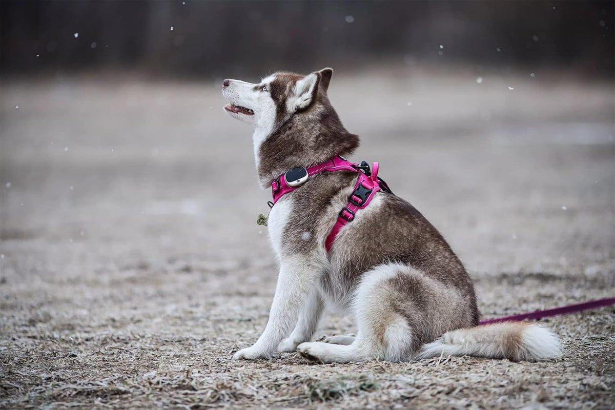 TRUE LOVE Adjustable No-Pull Dog Harness Reflective Pup Vest Harnesses Comfortable Control Brilliant Colors Truelove TLH5651(Fushcia,XL)