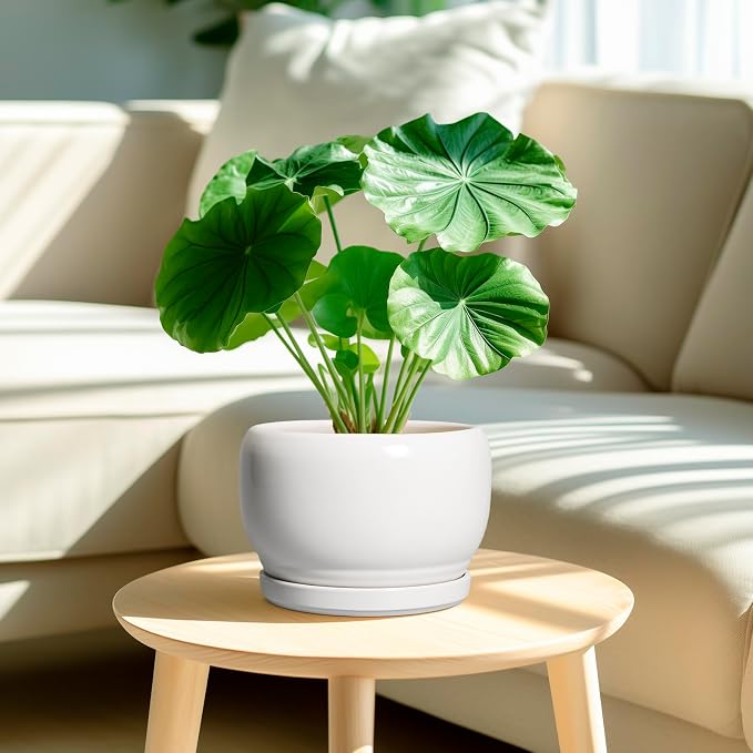 SQOWL Ceramic Planters for Indoor Plants - 8 Inch Plants Pot, Round Outdoor Flower Pot with Drainage Hole and Saucer, Decorative Modern Planter, Kitchen Decor, House Gifts, White