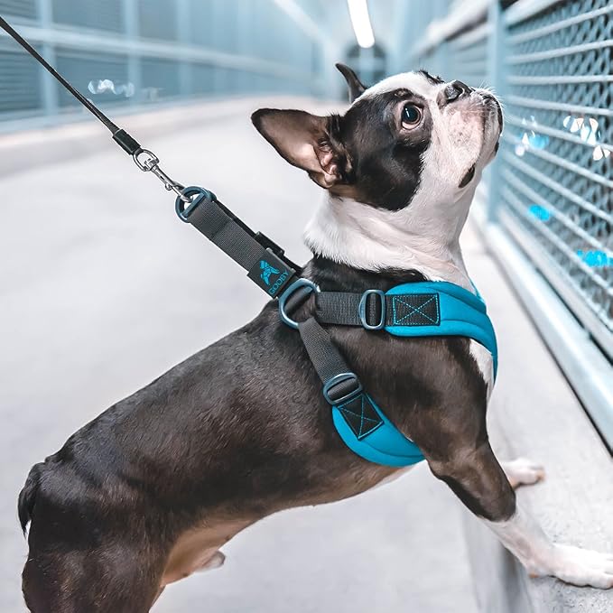 Gooby Escape Free Sport Dog Harness, Choke-Free, Turquoise, Medium | Patented escape-free frame; Reduces choking; 4-point adjustment; Soft neoprene padding; Durable webbed straps