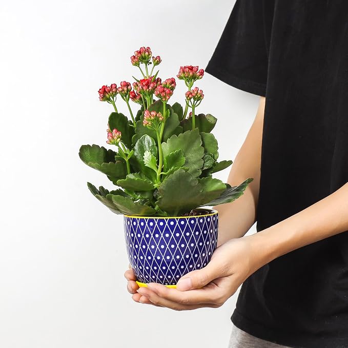 Selamica Ceramic Plant Pots, 4.6 Inch Flower Pots for Indoor Plants, Succulent Pots with Drainage Hole & Saucer, Succulent Planters for Succulent Cactus, Home Decor, Set of 4, Assorted Colors