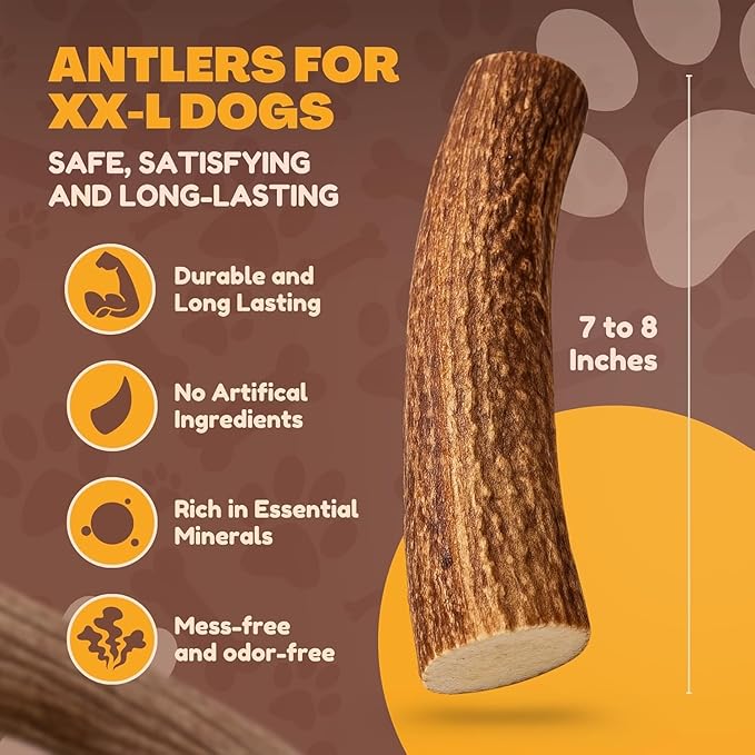 WhiteTail Naturals | Deer Antlers for Extra Large Dogs - (Jumbo-XXL) - Naturally Shed, Long Lasting Chew Bone for Aggressive Chewers