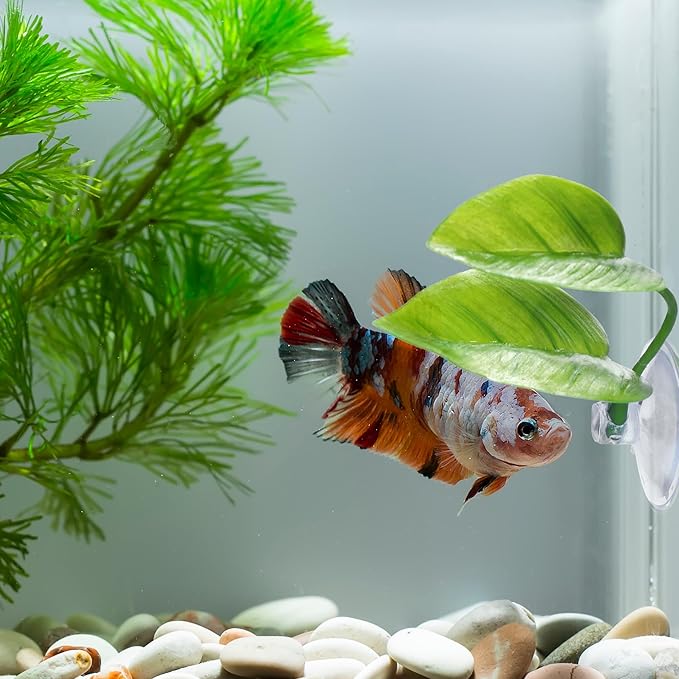 URATOT 4 Pack Betta Fish Leaf Pad Simulating The Natural Habitat for Betta Spawning Grounds Breeding Resting Bed