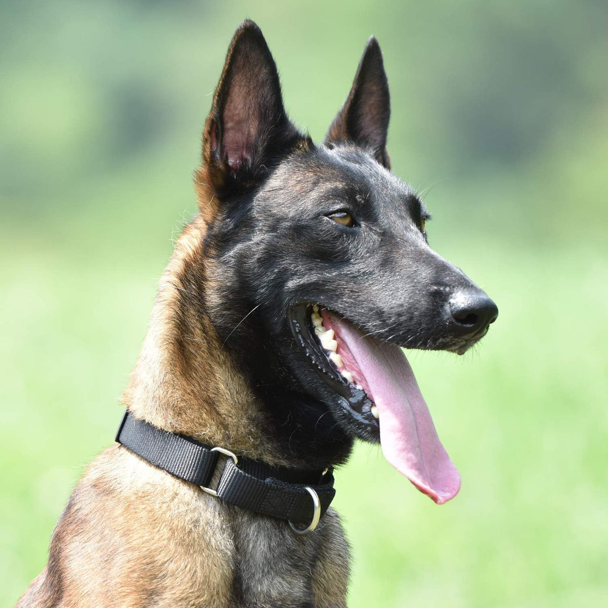 Heavy Duty Anti-Escape Martingale Collar Dog for Large Breeds Dogs - Walking Training Daily Use.(Large,Black)