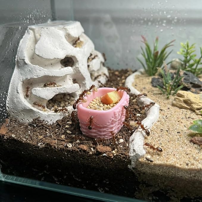 DQITJ 6 Pcs Jumping Spider Water Bowl Food Dish Micro Basket Decor for Hermit Crab Tarantula Snail Millipede Small Reptiles
