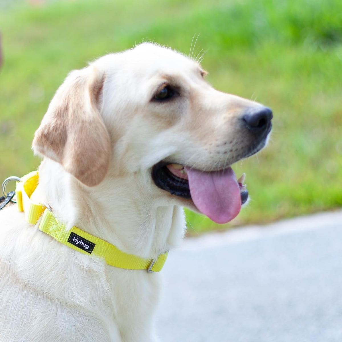 Hyhug Pets Premium Upgraded Heavy Duty Nylon Anti-Escape Medium Martingale Collar for Boy and Girl Dogs Comfy and Safe - Professional Training, Daily Use Walking. (Medium, Illuminating Yellow)