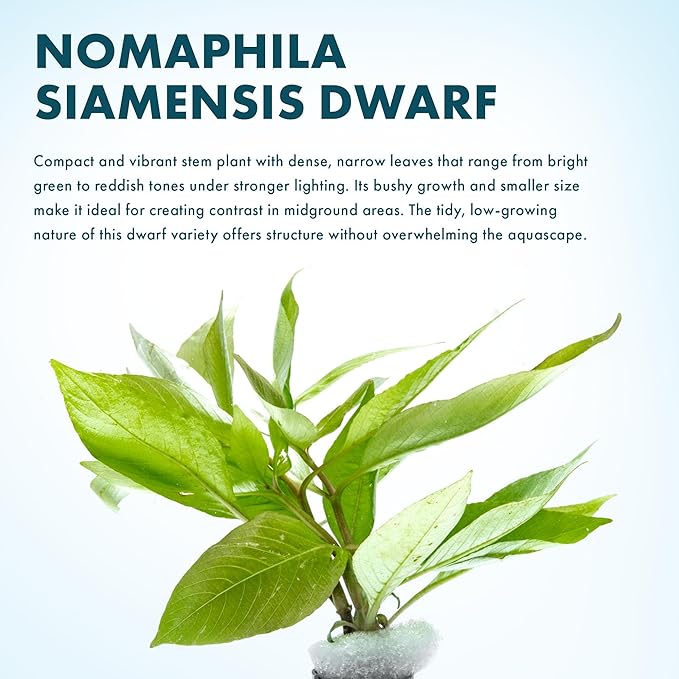 SubstrateSource Dwarf Hygrophila Corymbosa Siamensis Live Aquarium Plant - Freshwater Fish Tank Decorations and Natural Aquatic Decor (1)