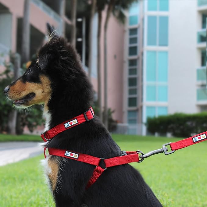Pawtitas 6 FT Solid Color Leash for Puppy and Dog Leash Dog Training Leash 6 ft or 1.8 m Dog Leash Extra Extra Small Dog Leash can be Used for as a Cat Leash Black Dog Leash