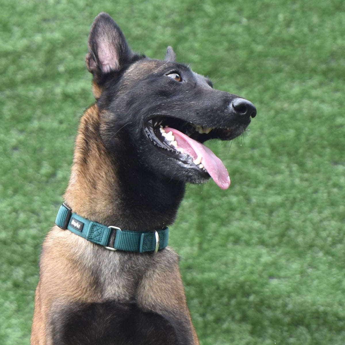 Hyhug Anti - Slip Out Strong Martingale Collar for Large Boy and Girl Dogs Comfy and Safe - Daily Use Walking and Professional Training.(Large,Solid Color Dark Green)