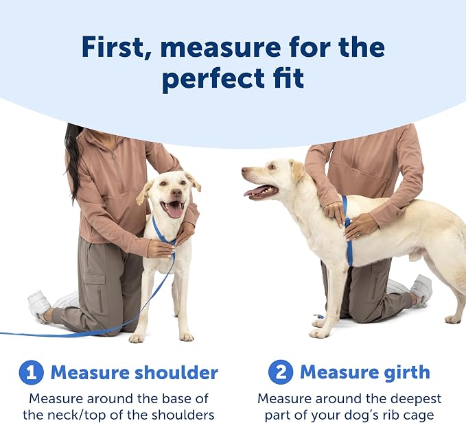 PetSafe Easy Walk Comfort No Pull Dog Harness, Green, Small | Stops Pulling on First Use with Front Martingale Loop, Full-Body Padding, 5-Point Adjustable Fit
