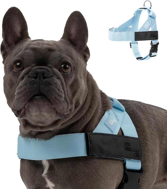 Dog Friendly Co. Dog Harness for Small Dogs (Sky Blue, XXSmall) | One Click Buckle, Chafe Resistant Webbing, Adjustable Neck & Chest, and Heavy Duty D-Ring, Sturdy Comfortable and Easy to Use