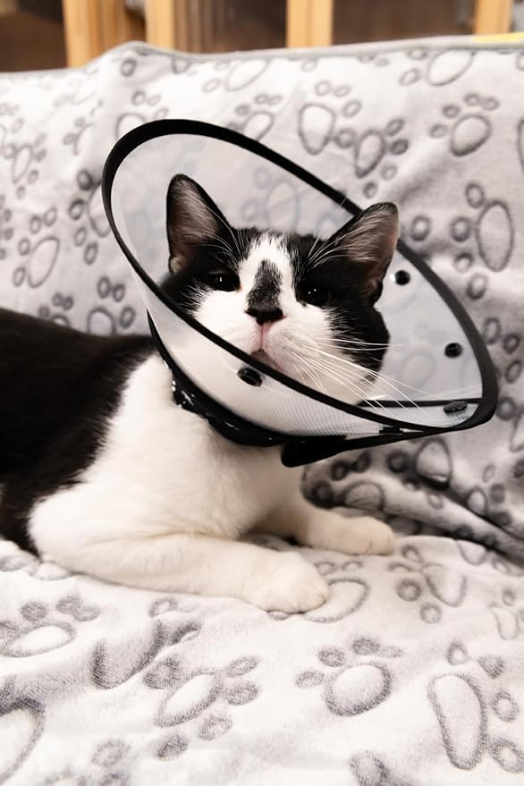 Cat Recovery Cone Kit Post Surgical Soft Pet Vest, Collar, and Non-Irritating Protection Cone for Cats - Comfortable Injury Care Solution (Black, M)