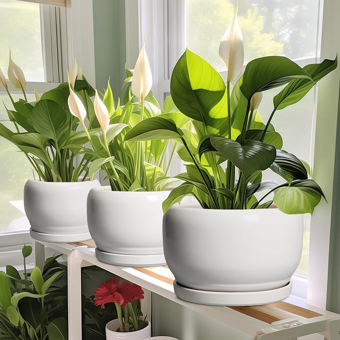 SQOWL Ceramic Planters for Indoor Plants - 8 Inch Plants Pot, Round Outdoor Flower Pot with Drainage Hole and Saucer, Decorative Modern Planter, Kitchen Decor, House Gifts, White