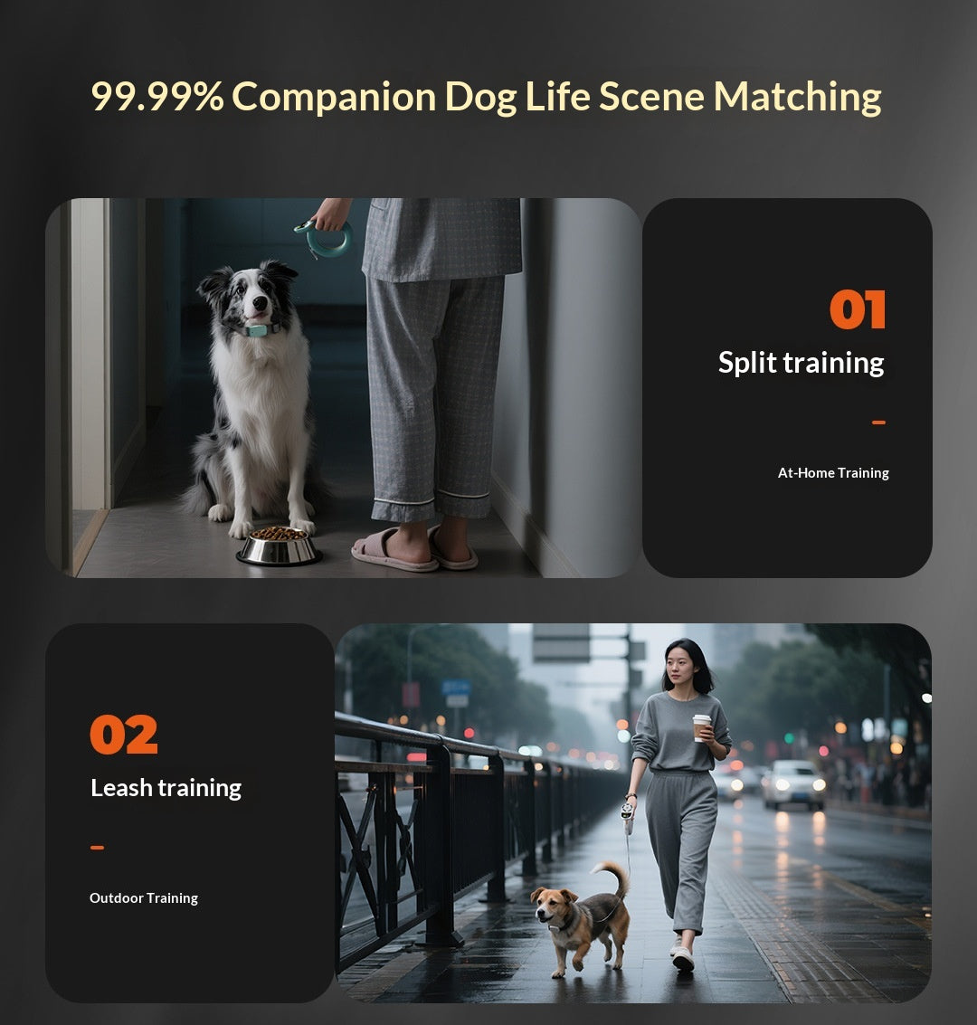 Training And Leash