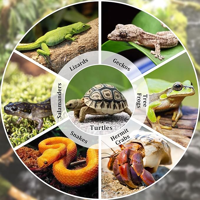 Reptile Bathing Pool 7 Pcs Tortoise Water Dish with Ramp Extra Large Turtle Feeding Bowl with Steps Reptile Food & Water Dishes 2-in-1 Gecko Habitat Decoration Accessories Lizard Bath Tub