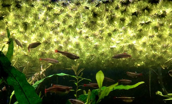 40+ Riccia Water Spangles Live Aquarium Floating Plant (Ricciocarpos Natans) by Aquarigram (Plants Only)
