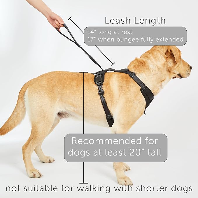TUG Grab Dog Harness with Built-in Magnetic Traffic Leash (Medium/Cream) | Padded Magnetic Traffic Handle | Dual Leash Clips | 4-Point Adjustable Fit | Durable Nylon