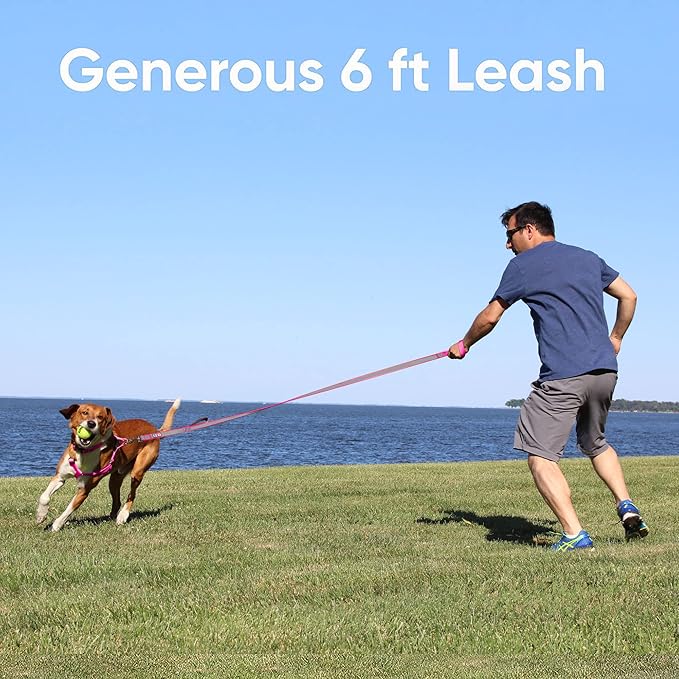 Pawtitas 6 FT Padded Dog Leash with Comfortable Neoprene Padding Handle - Camo Green Lead | Small Reflective Dog Leash with Highly Reflective Band Perfect for Extra Small and Small Dogs and Puppies.