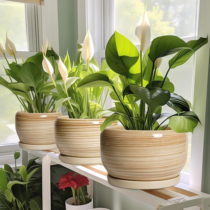 SQOWL Ceramic Pot for Plants - 6 Inch Indoor Planter with Drainage Hole and Tray, Round Modern Flower Pot Outdoor, Decorative Succulent Planter, Kitchen Decor, Gifts for Plant Lovers, Yellow