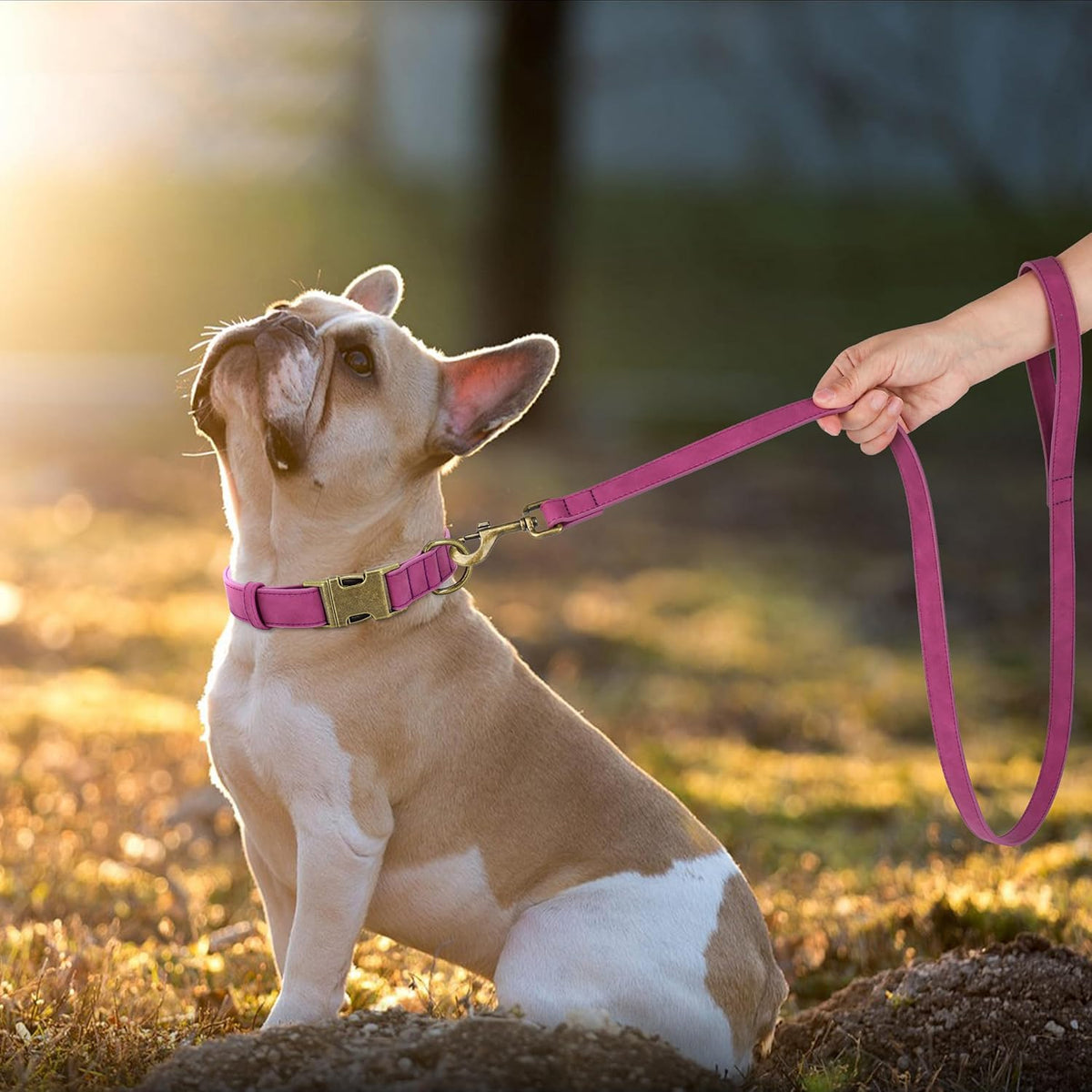 Didog Soft PU Leather Dog Collar, Stylish Quick Released Dog Collars for Medium Dogs, Easy Clean Adjustable Pet Collar for Daily Walking, Purple, M Fit 13-21" Neck