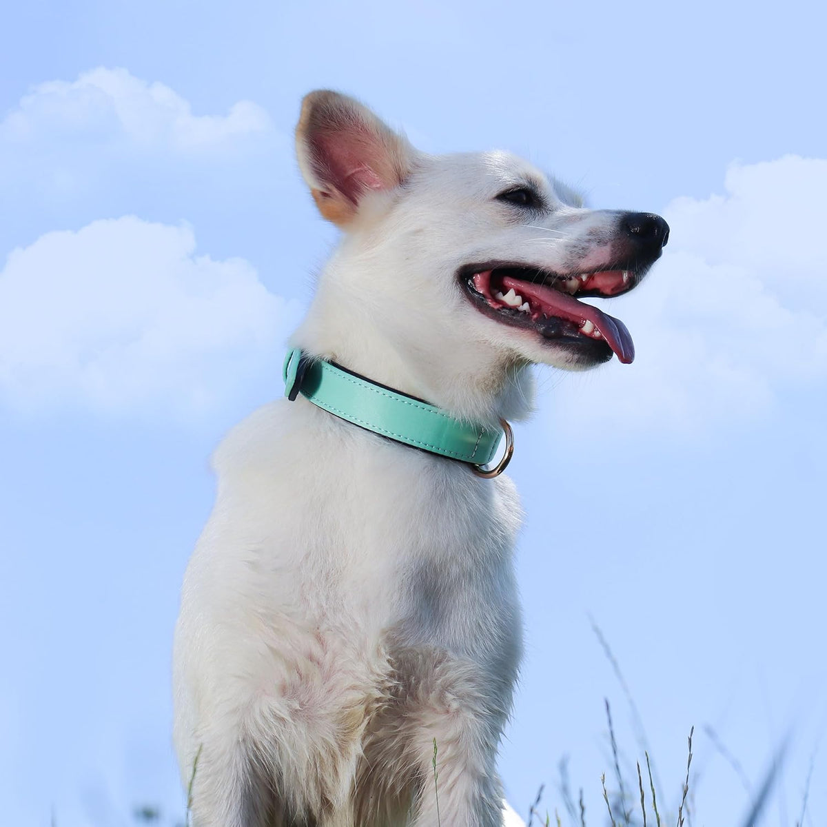 Didog Soft Padded Dog Collars for Medium Dogs, Lightweight and Breathable Dog Collar with Metal Buckle, Green, L