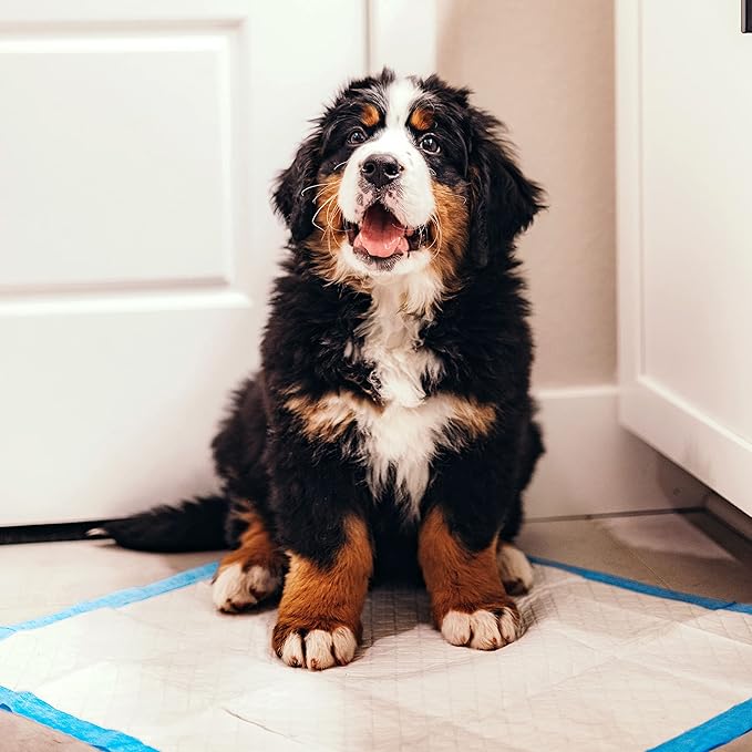 Four Paws Wee-Wee Superior Performance Dog Pee Pads, 200 Count | Quilted leak-proof puppy pads, dog housebreaking & potty training, 24-hour floor protection, pet supplies, 22" x 23"