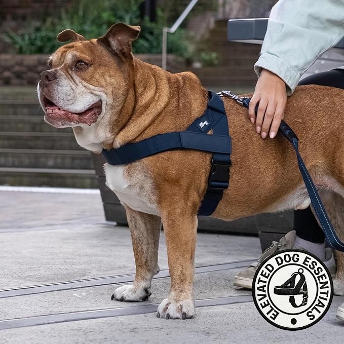 Dog Friendly Co. Dog Harness for Large Dogs, Adjustable (Navy, Large) | One Click Buckle, Chafe Resistant Webbing, Adjustable Neck & Chest, and Heavy Duty D-Ring, Sturdy Comfortable and Easy to Use
