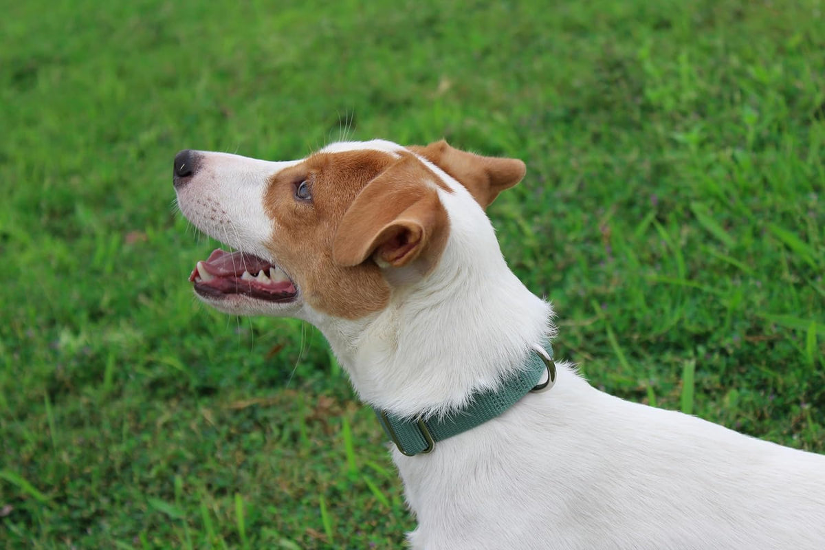 Mikivery Nylon Dog Collar with Quick Release Buckle Soft Adjustable Sturdy for Small Medium Large Dogs Emerald,L