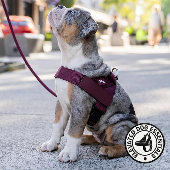 Dog Friendly Co. Dog Harness for Small Dogs (Burgundy, Extra Small) | One Click Buckle, Chafe Resistant Webbing, Adjustable Neck & Chest, and Heavy Duty D-Ring, Sturdy Comfortable and Easy to Use