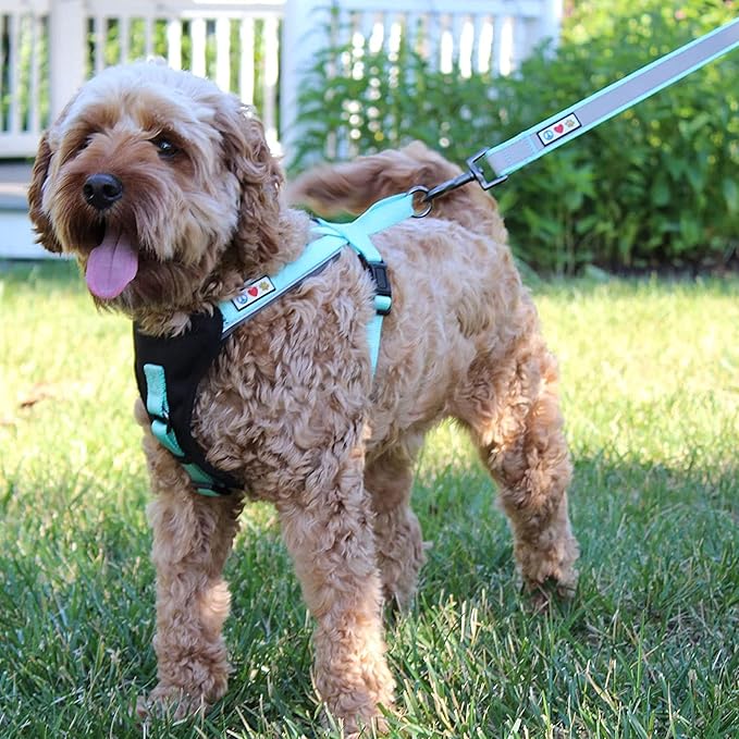 Pawtitas Personalized Dog Leash Embroidered Customize Your Pet Name & Phone Number Puppy Reflective 6 ft Long Small Green Custom Tag Name, Green Reflective 🔦 Padded