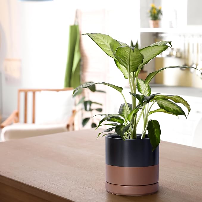 D'vine Dev Set of 2 Plants Pots, 6 Inch Ceramic Planter Pot for Plants with Drainage Hole and Saucer, Black/Speckled Tan, 94-V-C-7