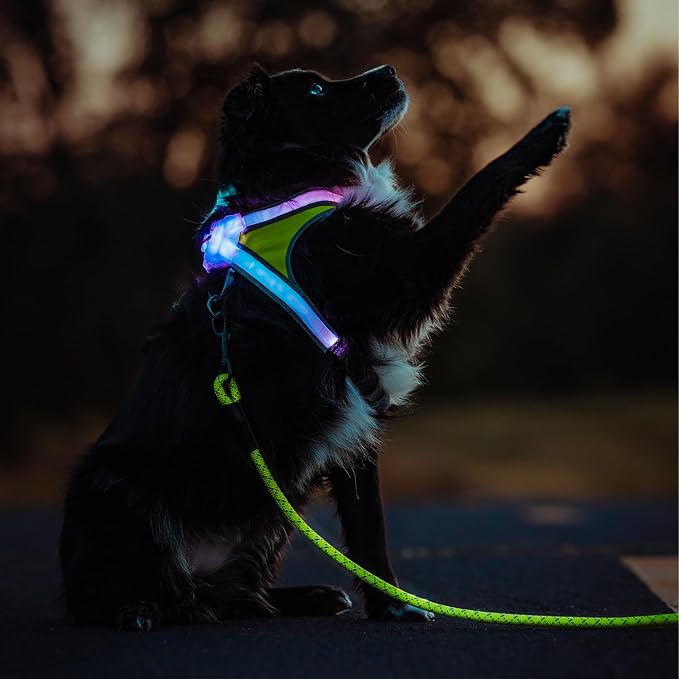 noxgear LightHound Light Up Reflective Dog Harness and Leash, Medium | 360° Light Up Reflective Dog Harness, 8 Colors & 6 Modes, USB Rechargeable, Adjustable, Rainproof, LED Fiber Optic