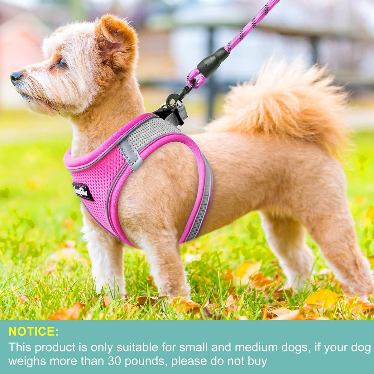 haapaw Dog Harness with Leash Set, No Pull Adjustable Reflective Step-in Puppy Harness with Thickened Padded Vest for Extra-Small/Small Medium Dogs